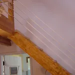 Saberamar Little Country *