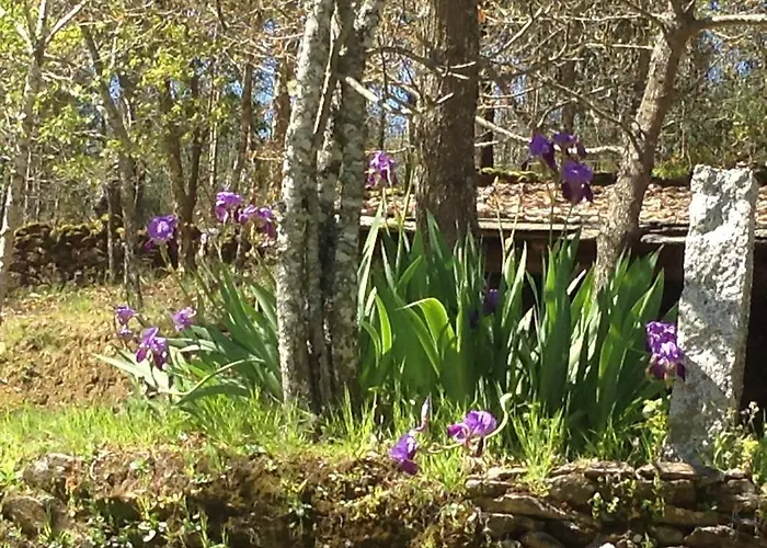 Saberamar Little Country *